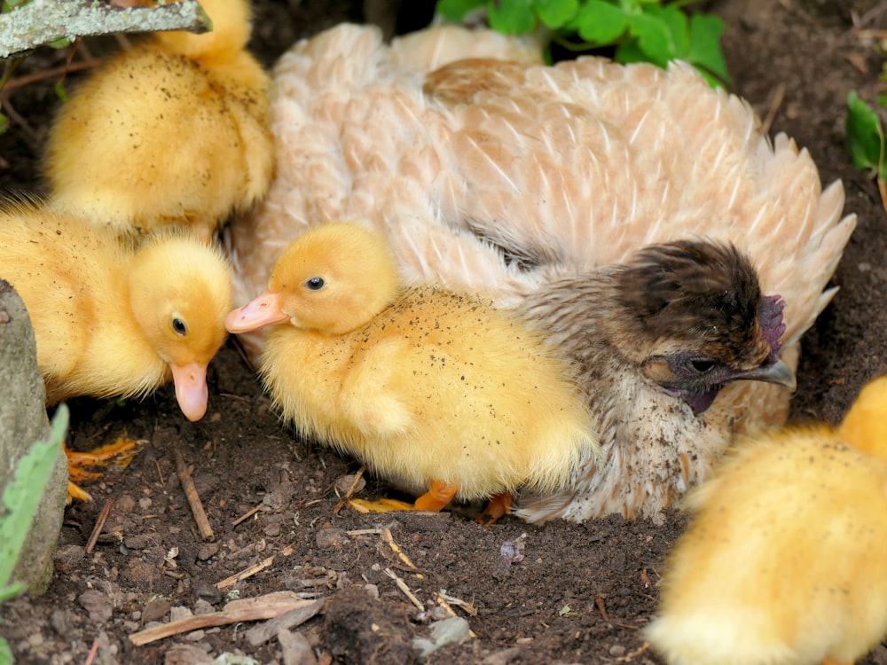 yellow ducklings beside hen