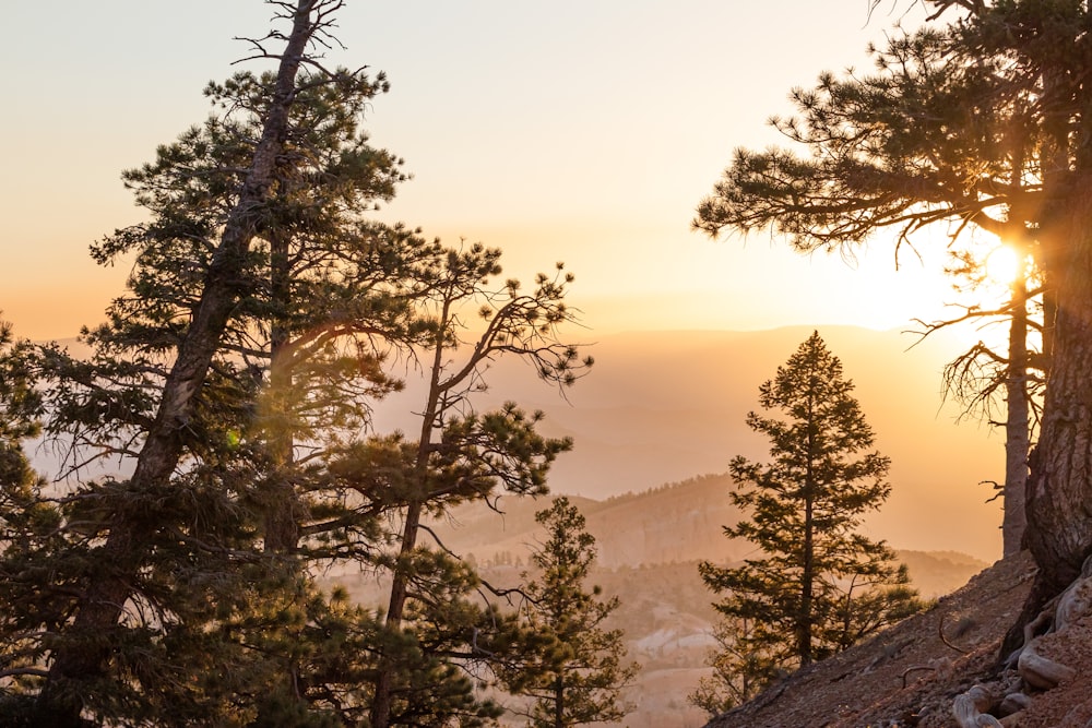 green forest trees during sunrise