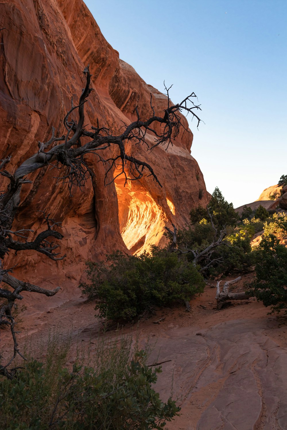 bare tree beside cave