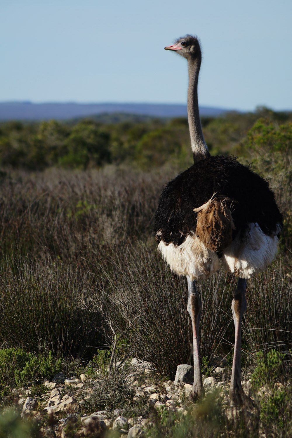 black and white ostrich