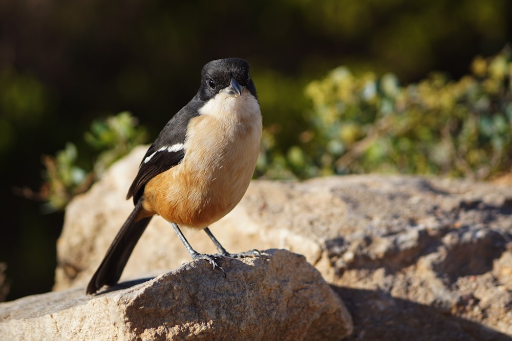 brown and black bird