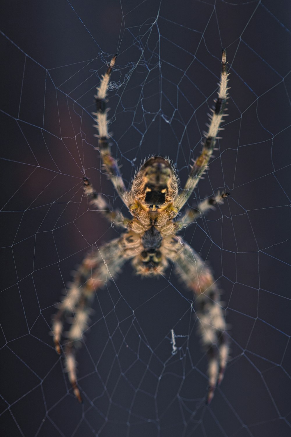 araña marrón en la telaraña