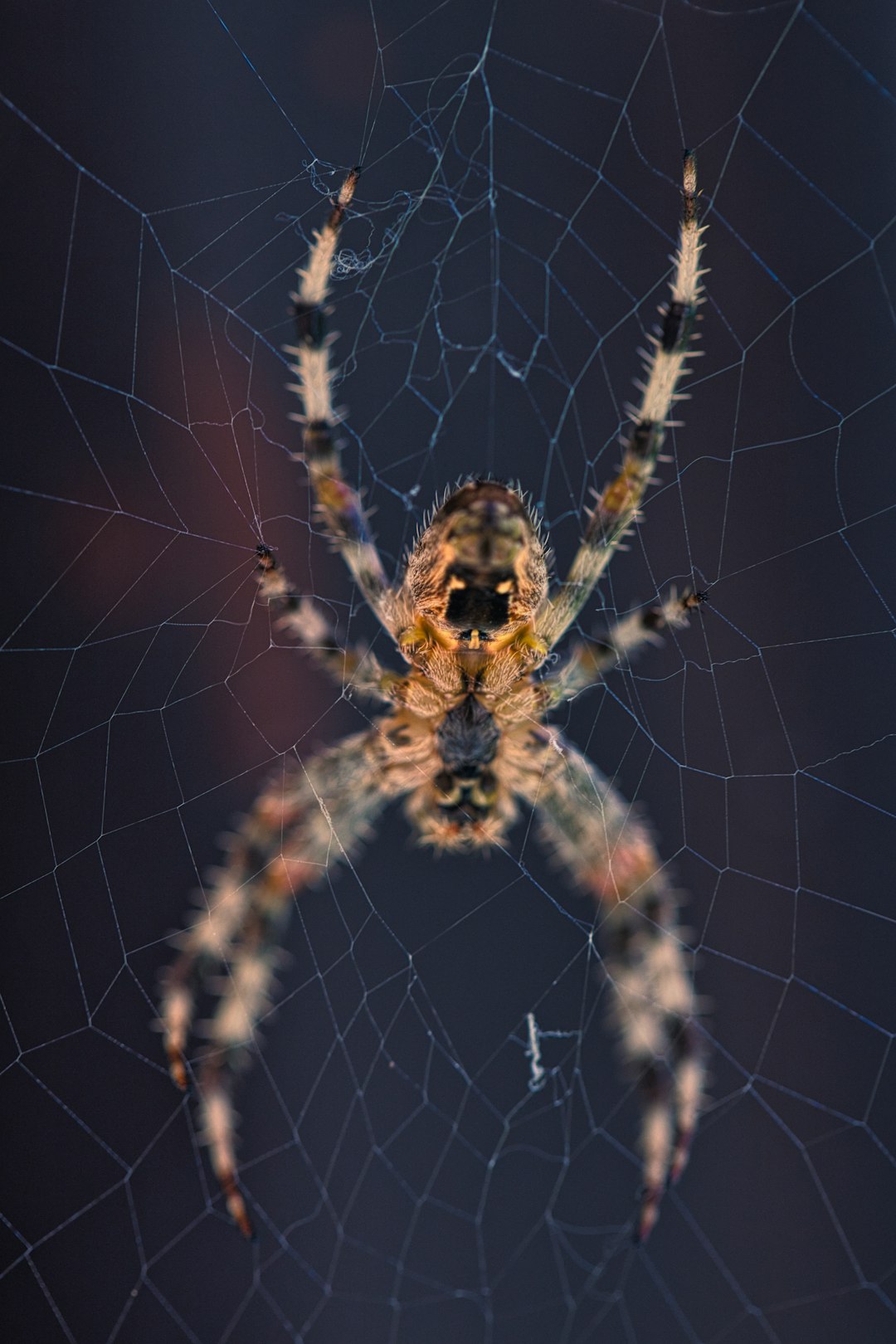 brown spider on web