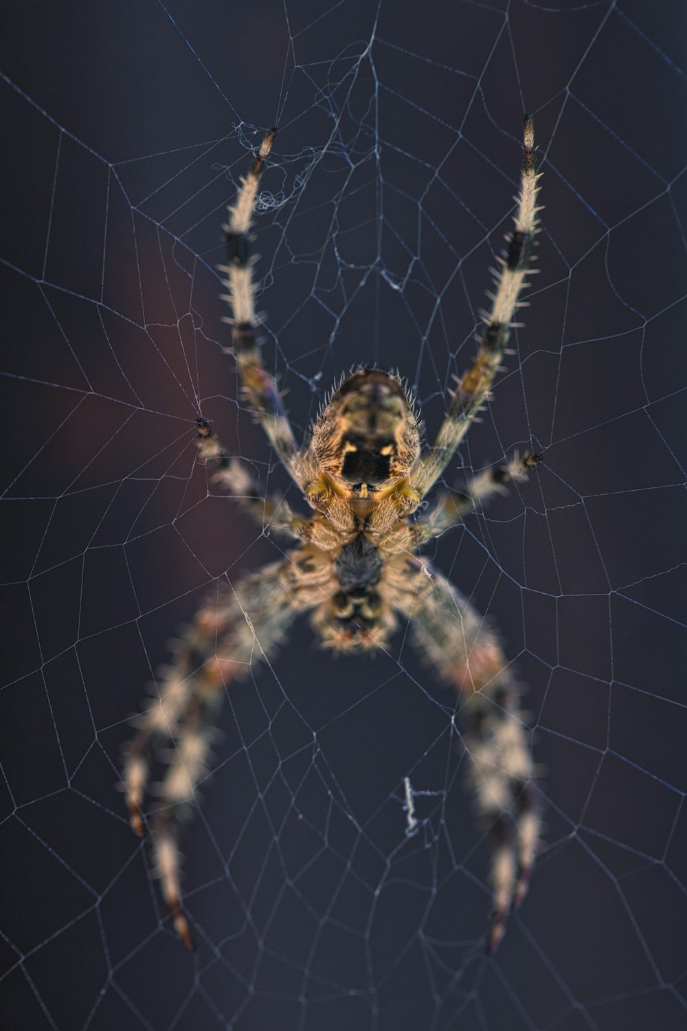 braune Spinne im Netz
