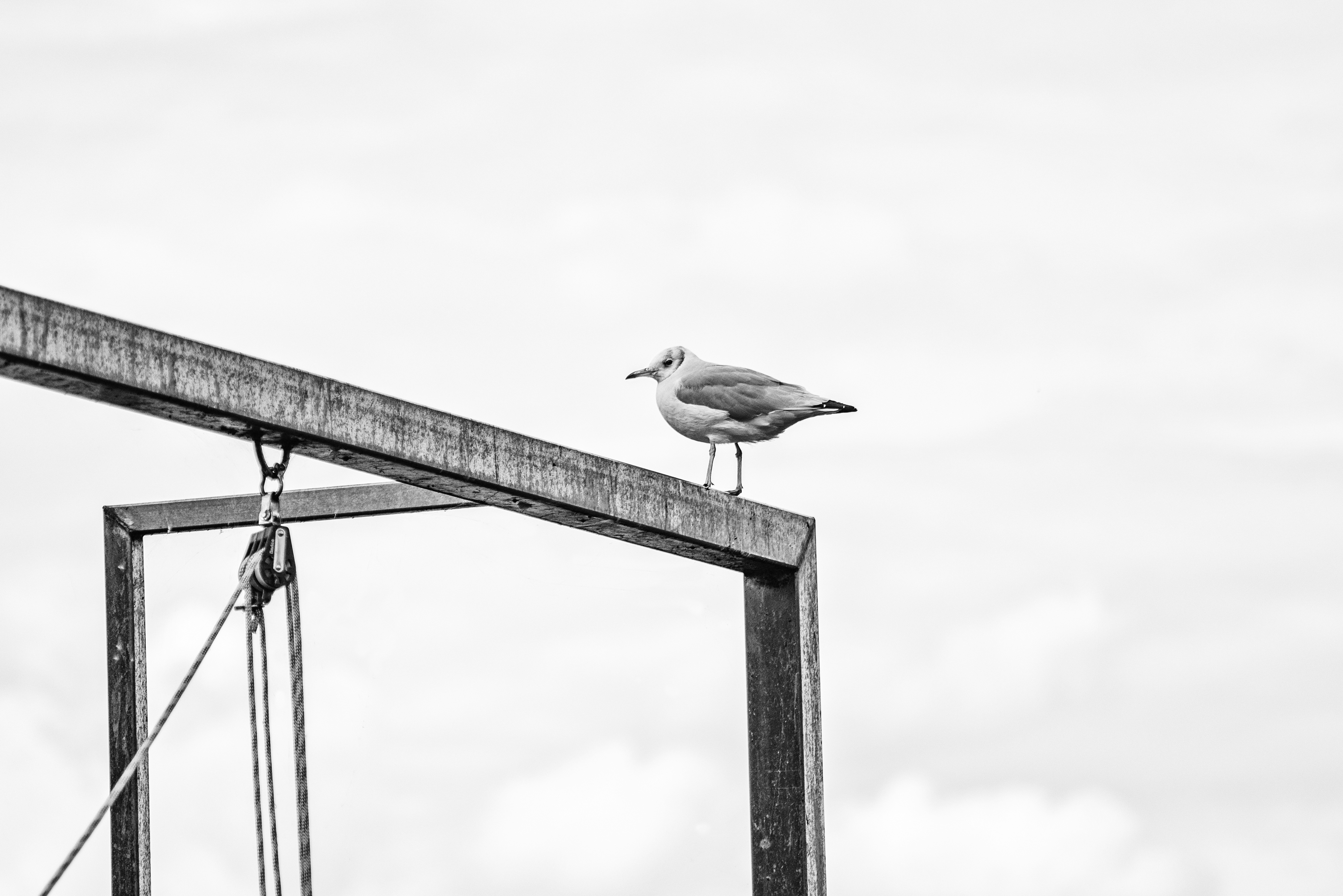 grayscale photography of bird