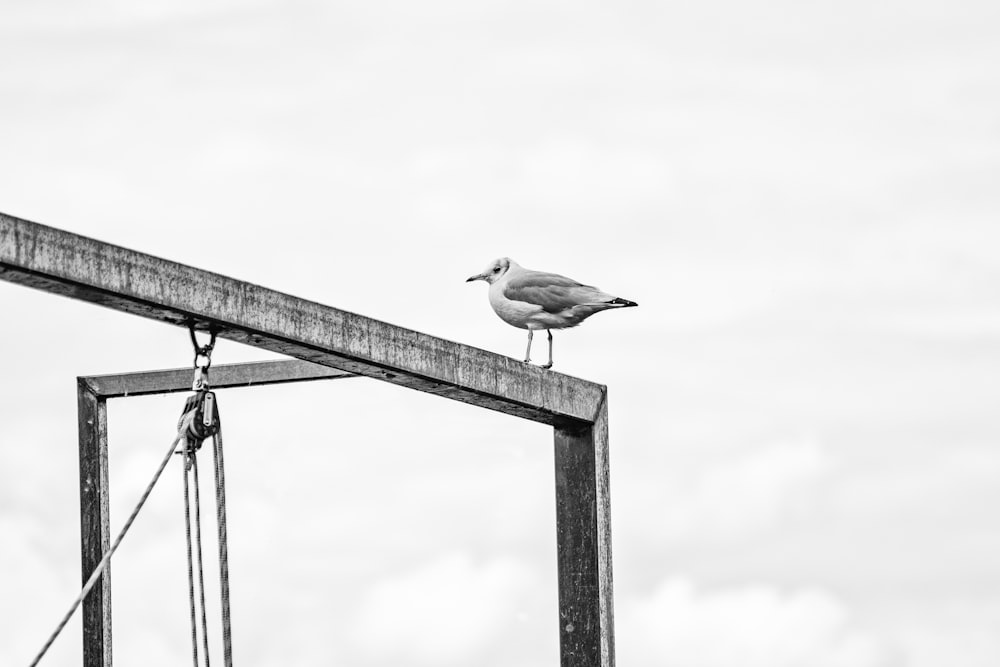 Graustufenfotografie des Vogels