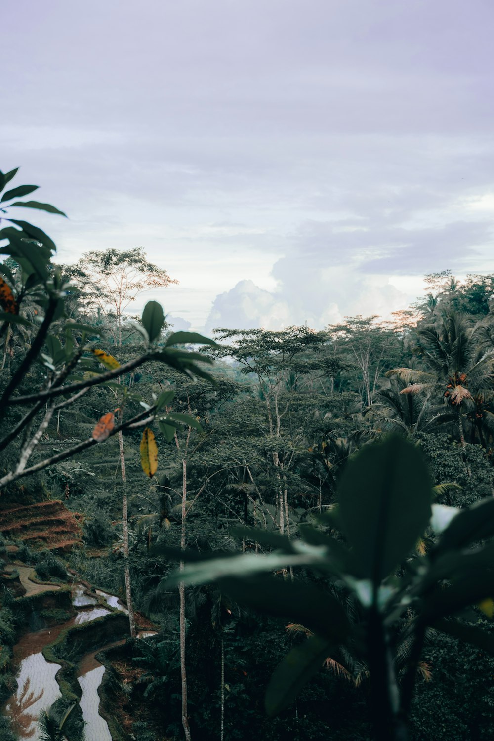 plantes à feuilles vertes pendant la journée