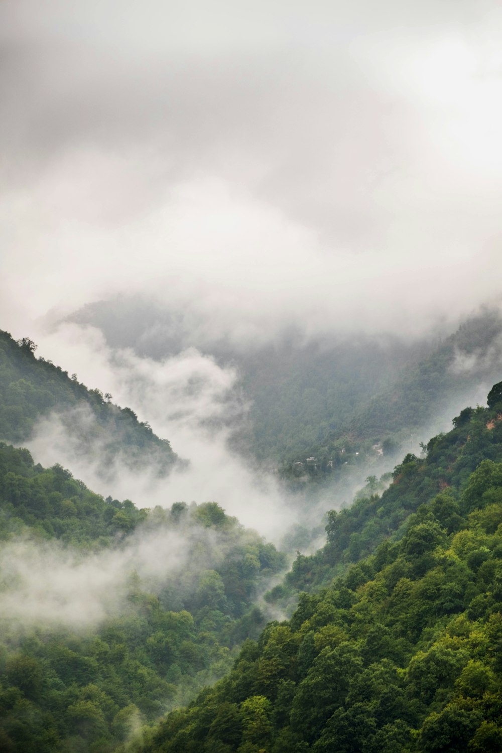 aerial photo of forest