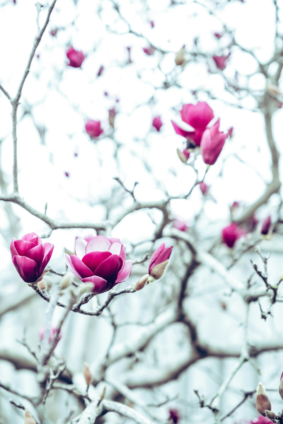 pink-petaled flowers during daytime