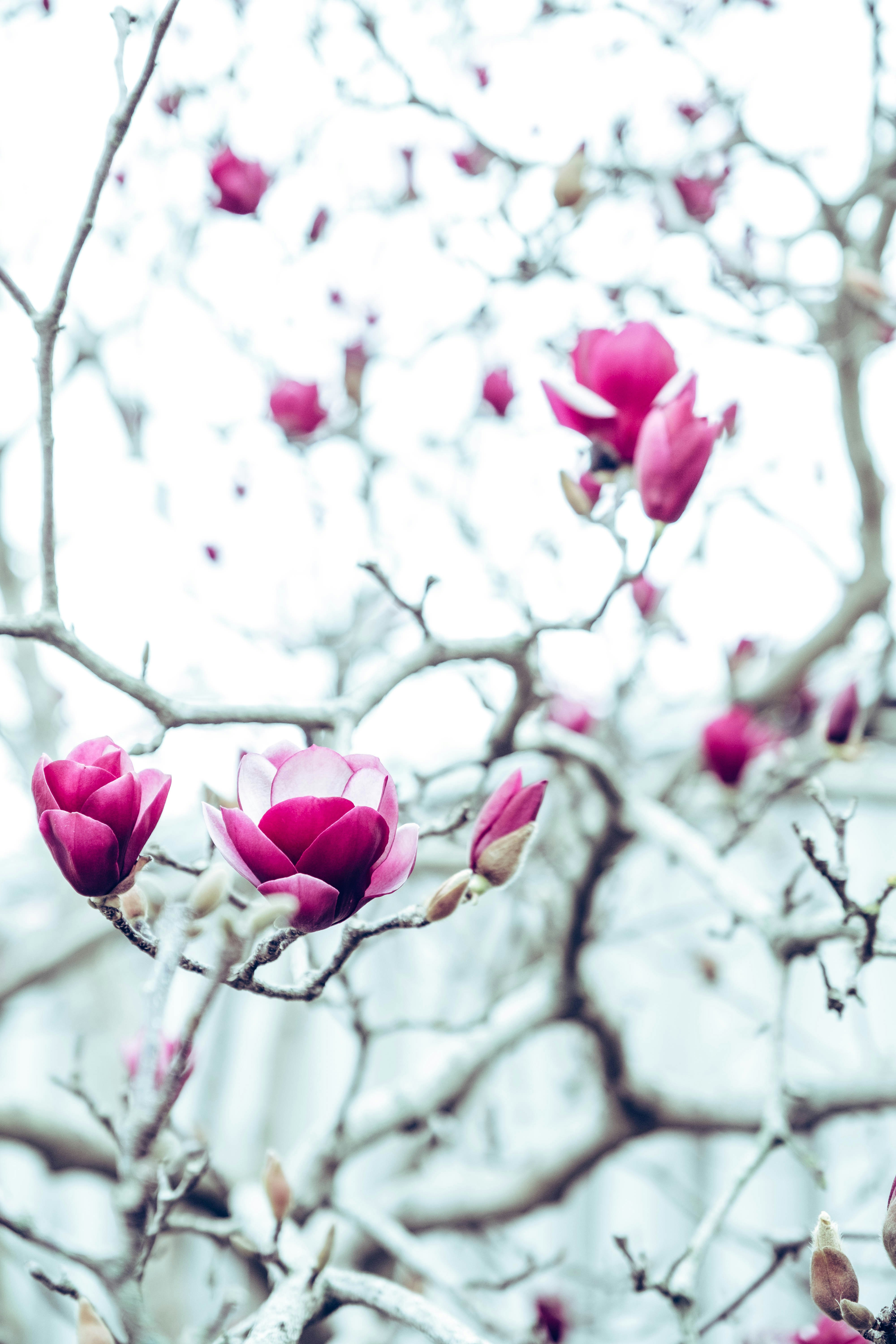 pink-petaled flowers during daytime