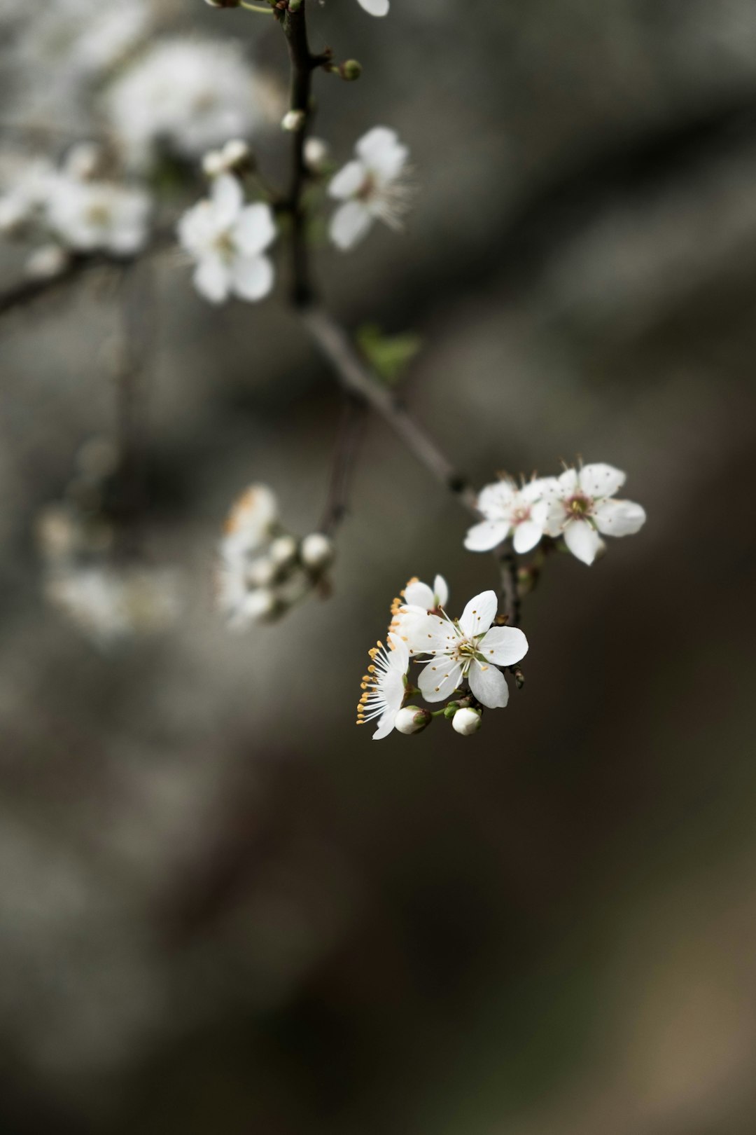 selective focus photography of white flower