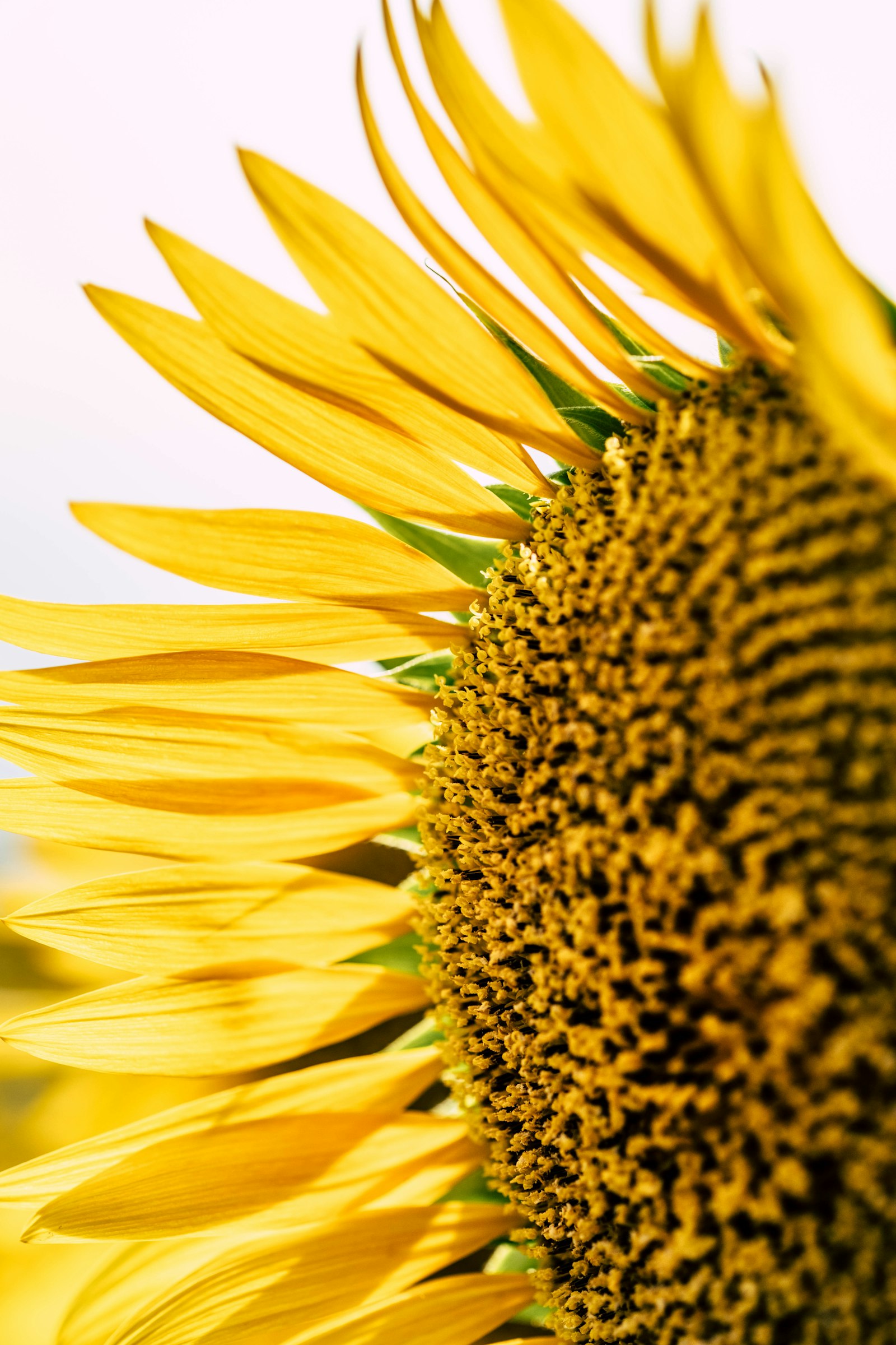 Fujifilm XF 60mm F2.4 R Macro sample photo. Close-up photo of sunflower photography