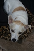 A small dog with white and tan fur is lying in a leopard-print bed. The dog has large ears and expressive eyes, and is looking up at the camera with a calm expression. The background includes a dark fabric and a textured floor.
