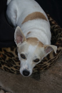 A small dog with white and tan fur is lying in a leopard-print bed. The dog has large ears and expressive eyes, and is looking up at the camera with a calm expression. The background includes a dark fabric and a textured floor.