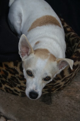 A small dog with white and tan fur is lying in a leopard-print bed. The dog has large ears and expressive eyes, and is looking up at the camera with a calm expression. The background includes a dark fabric and a textured floor.