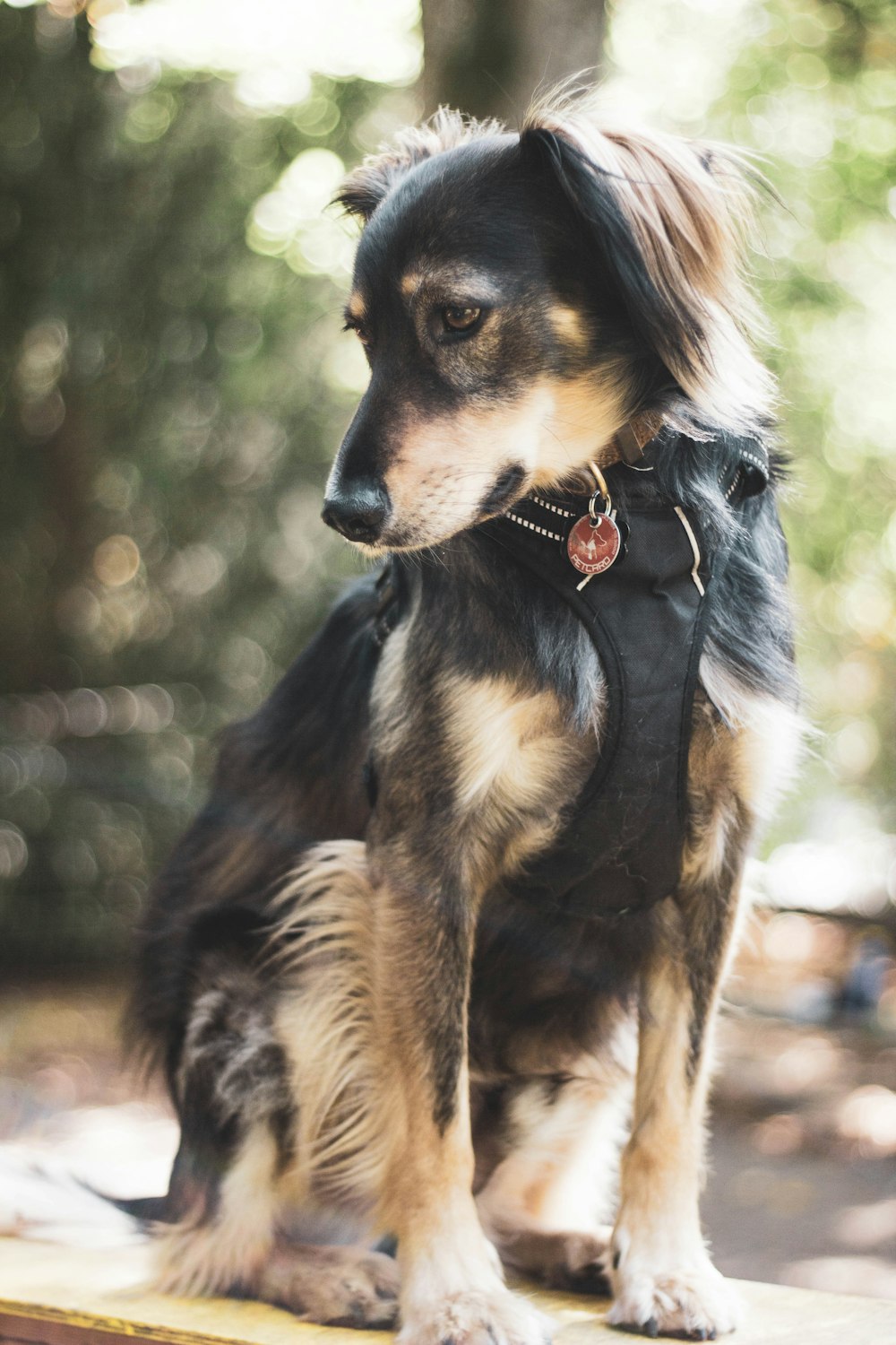 black and brown long-coat small dog
