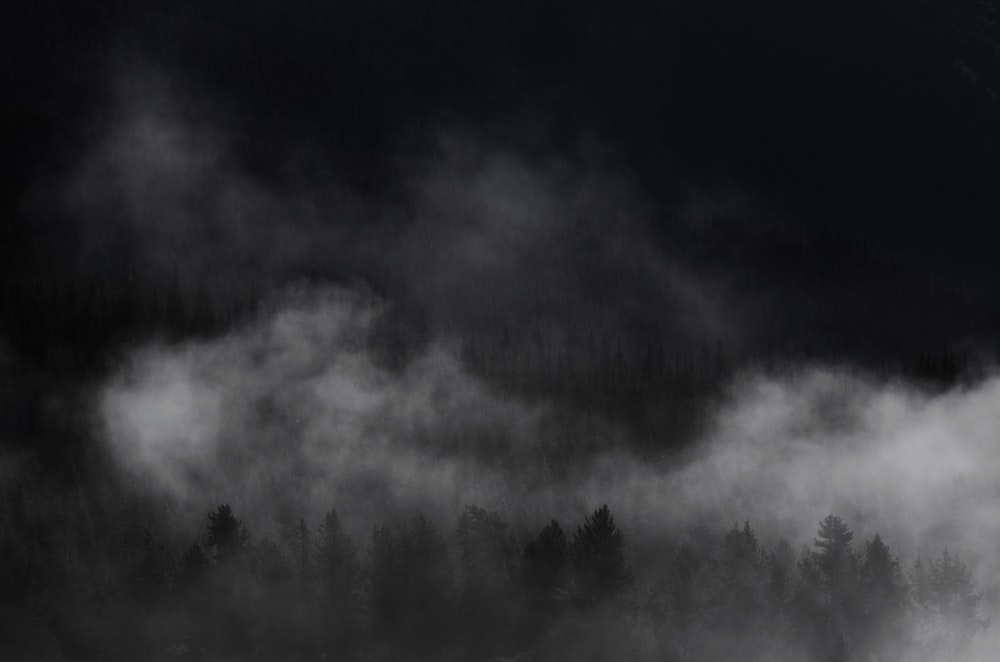 a black and white photo of a foggy forest