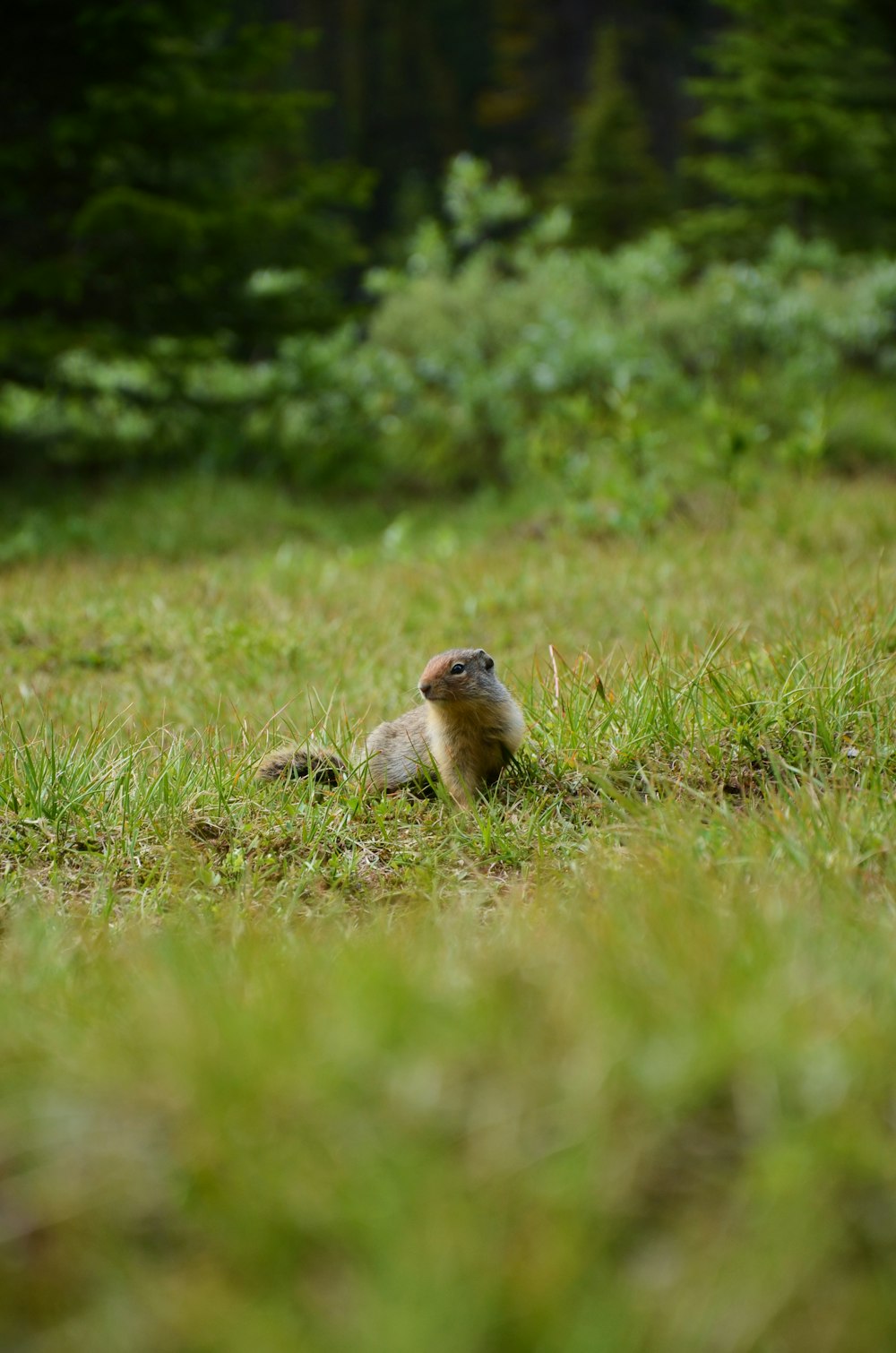 brown rodent on grass
