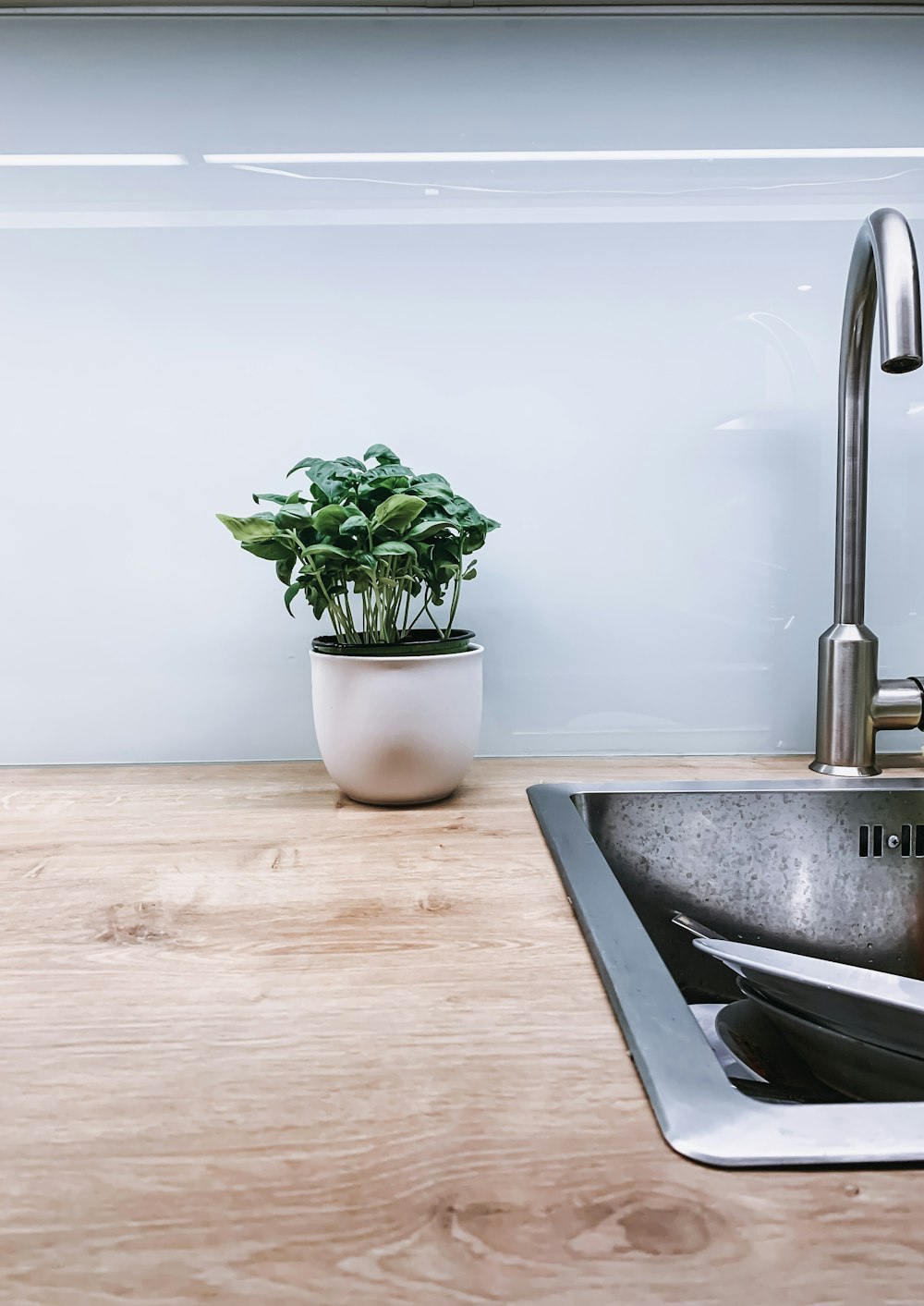 green-leafed plant beside faucet