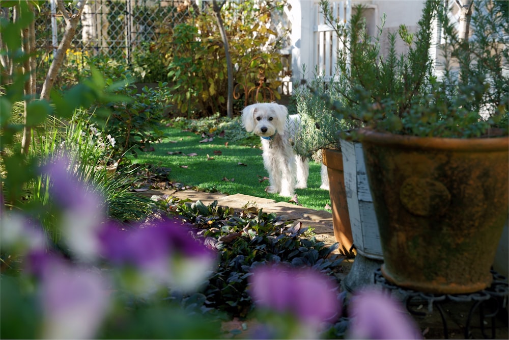 long-coated white dog on grass fild