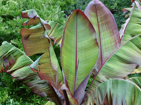 Large green and purple banana leaves with a glossy texture are surrounded by dense, lush green foliage in the background. Some of the leaves exhibit minor browning and damage.