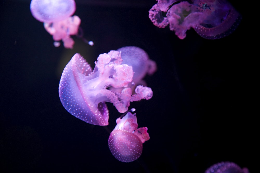 purple jellyfish