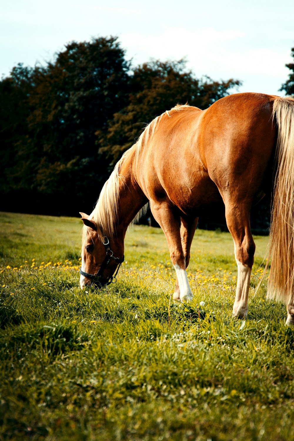 cheval brun sur le champ d’herbe