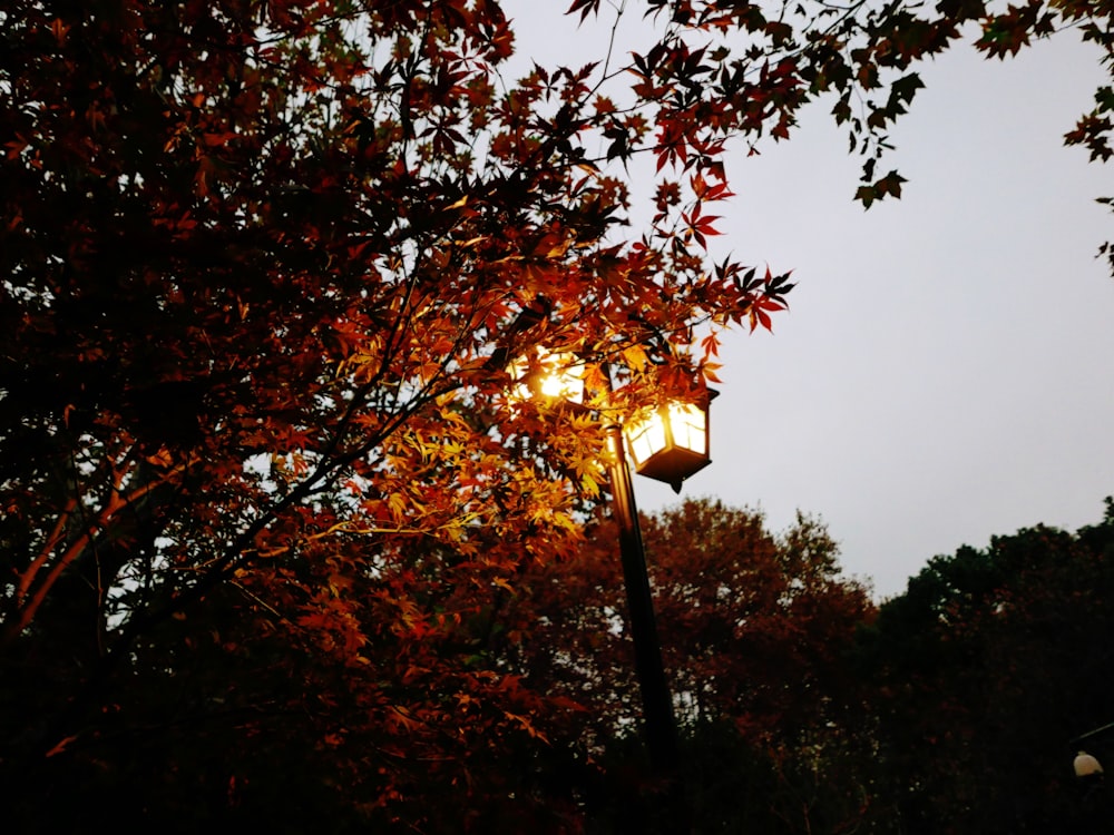 turned-on light post near tree