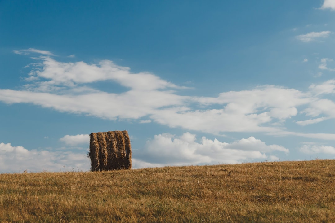 hay bale on grass