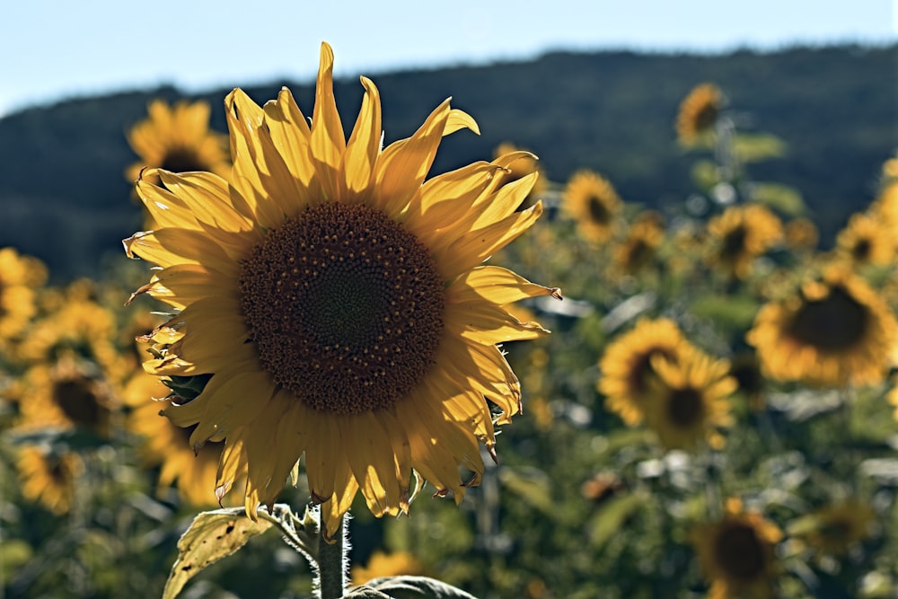 yellow sunflower field