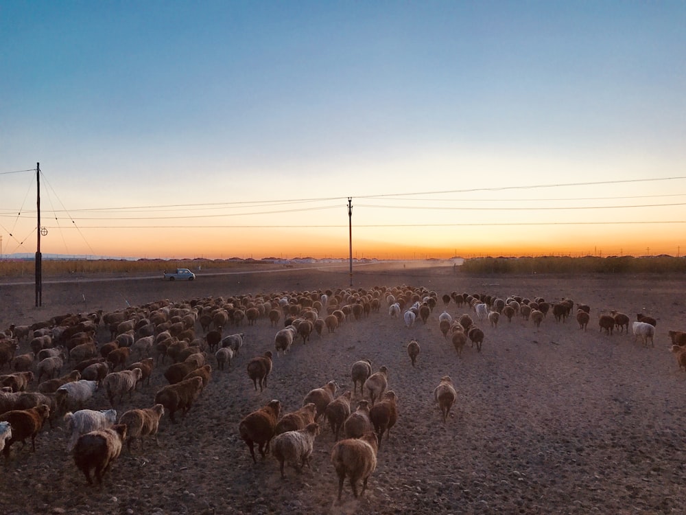 group of goats under blue sky