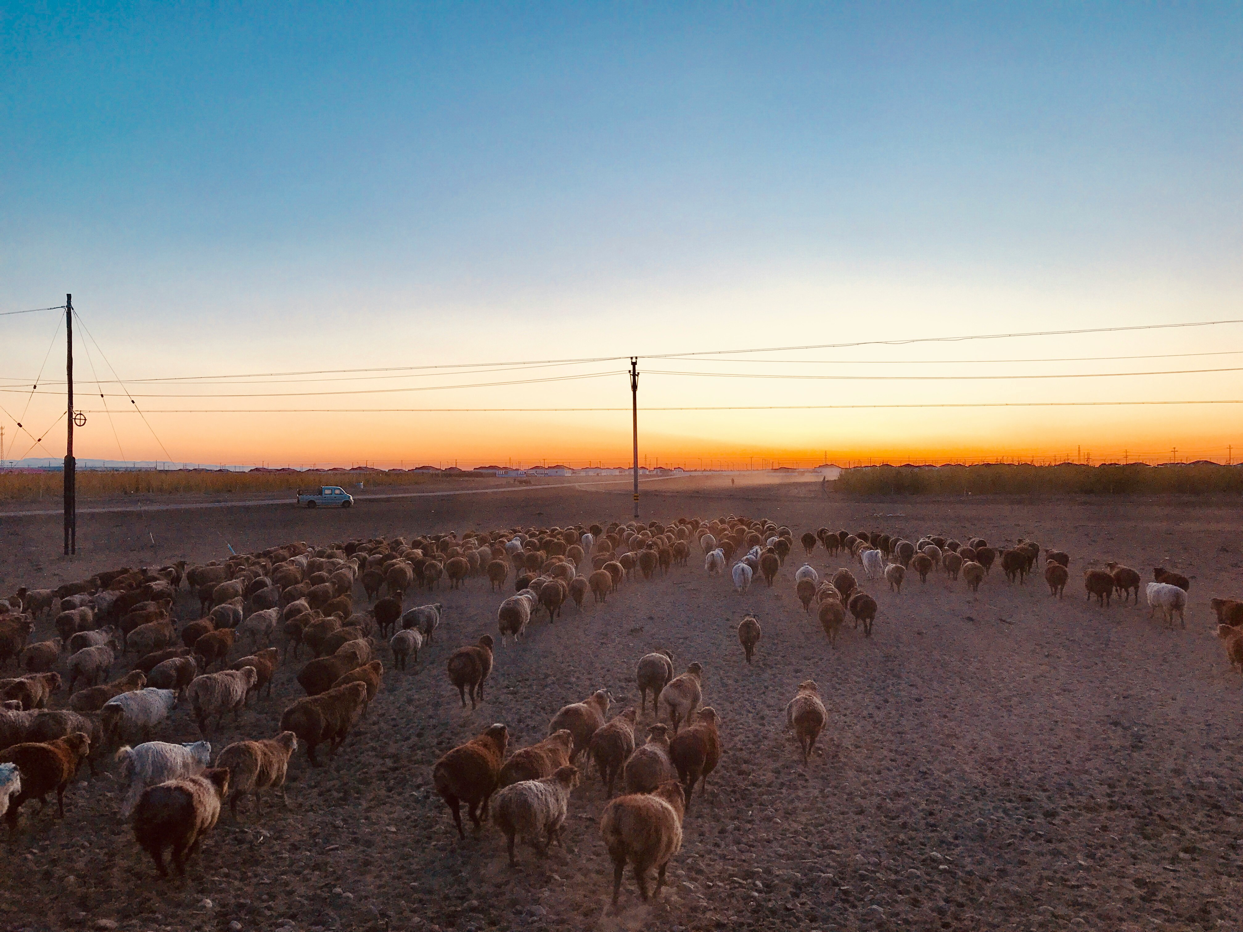 group of goats under blue sky