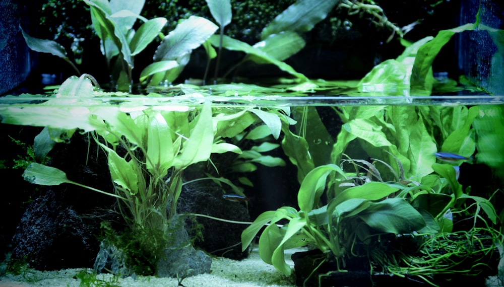 green leafed plant on pet tank