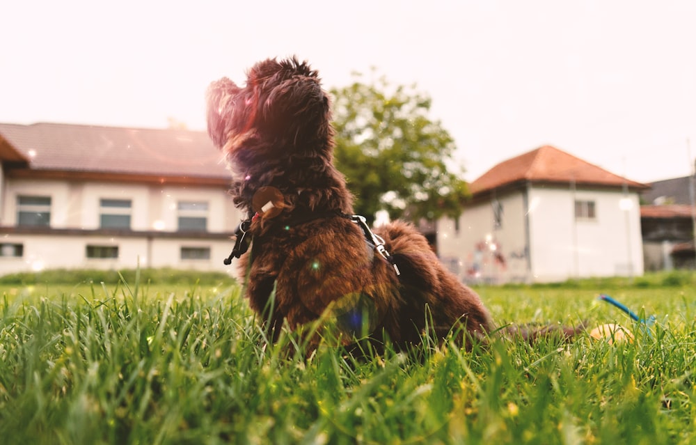 brown dog on grass