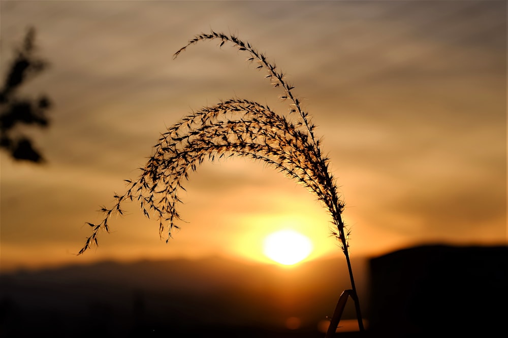 silhouette of plant during golden hour