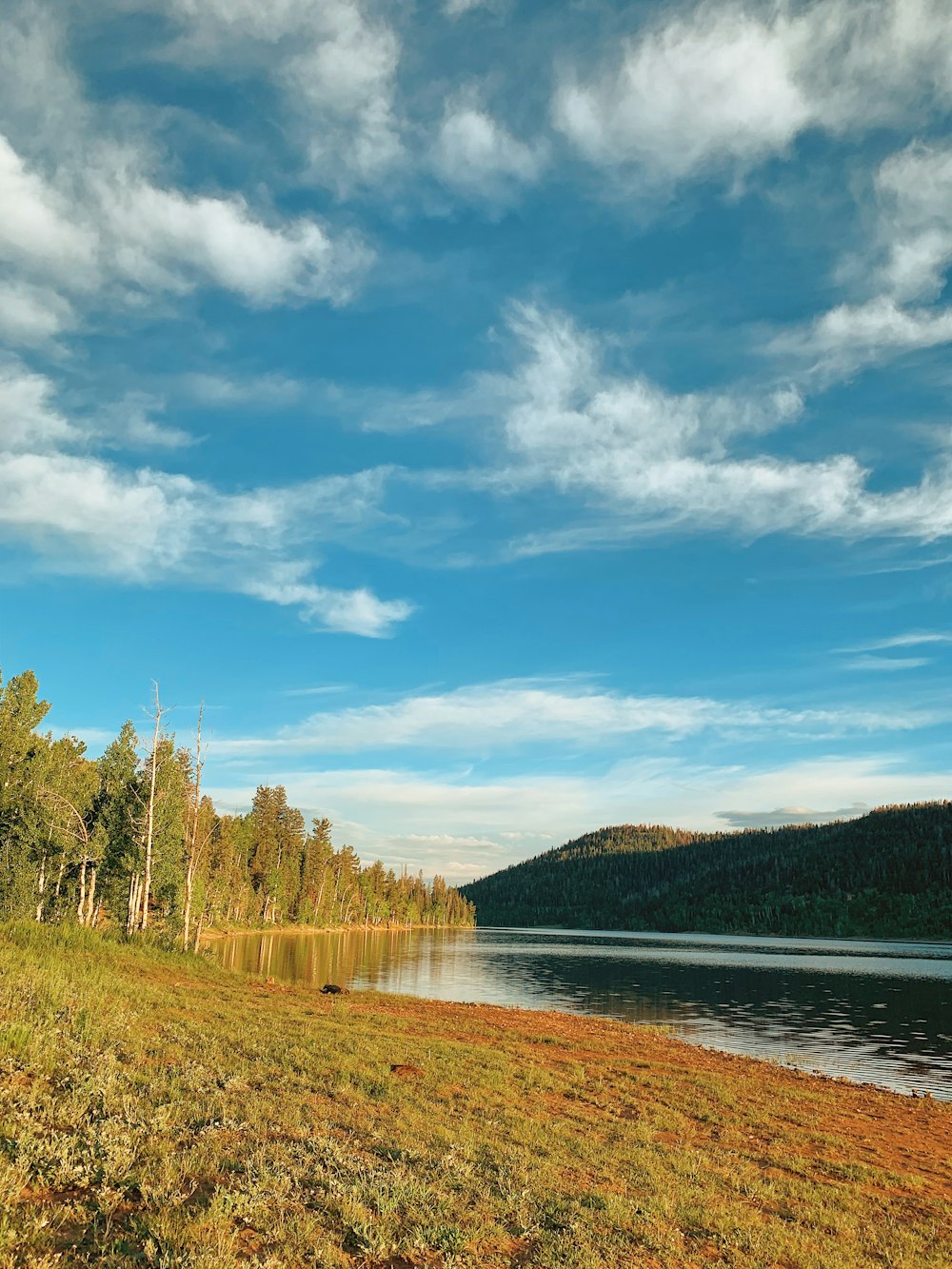 body of water near trees at daytime