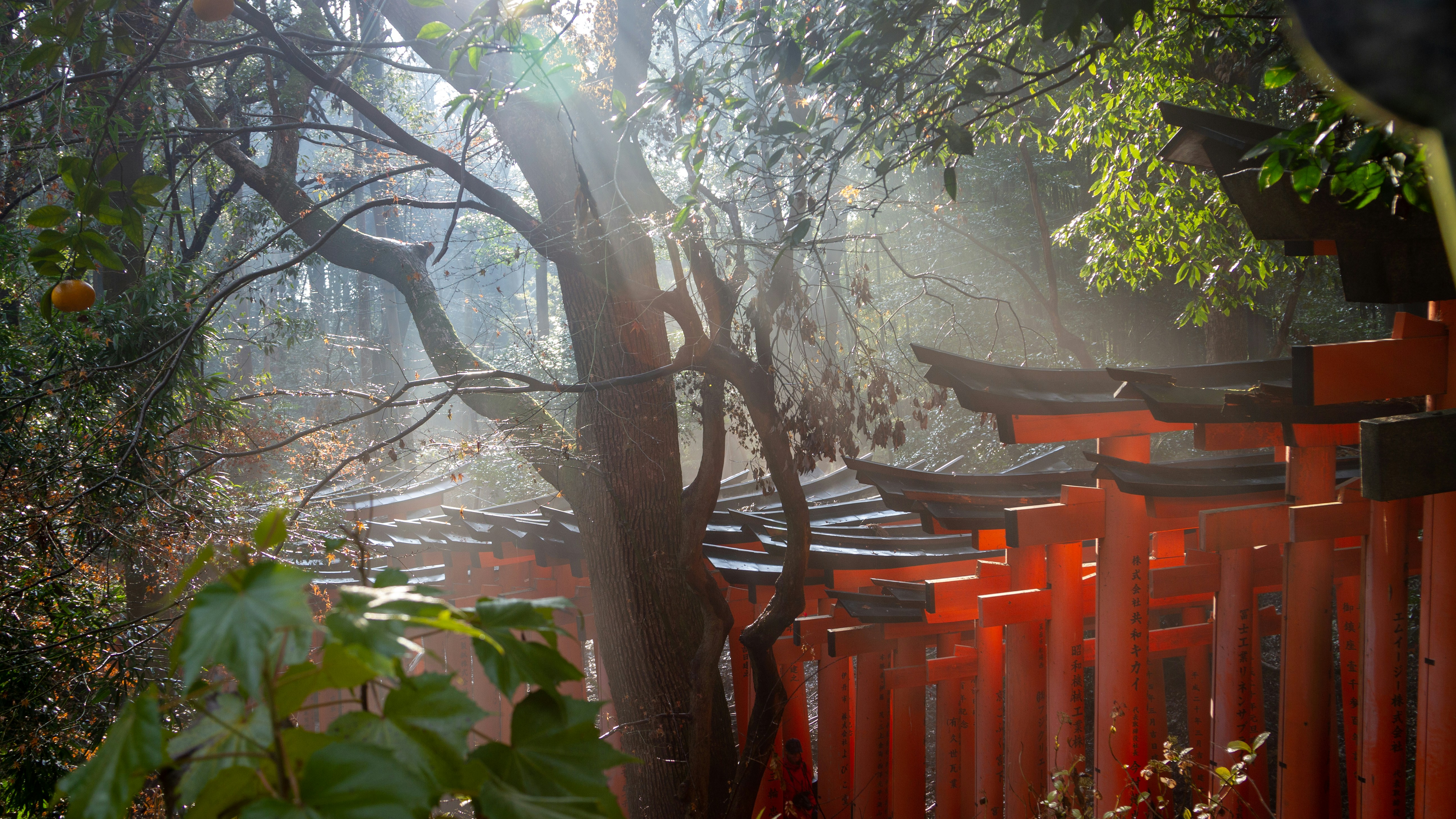 Ancient vermillion torii gates in misty forest, dim atmospheric Japanese woodland, low-key lighting with deep shadows between pillars