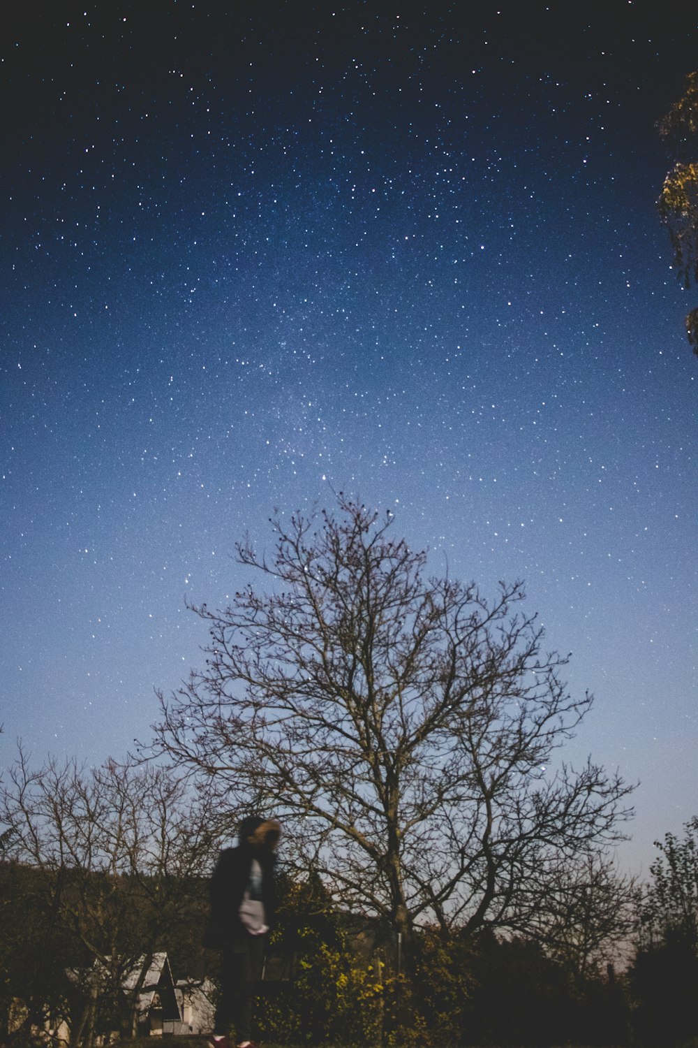 bare tree under starry night