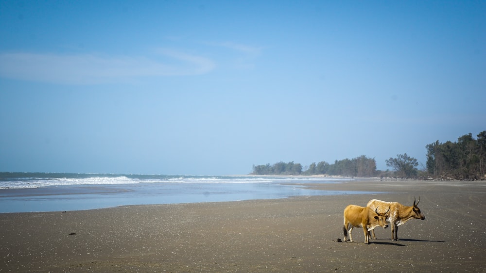 two brown cows on seashoe