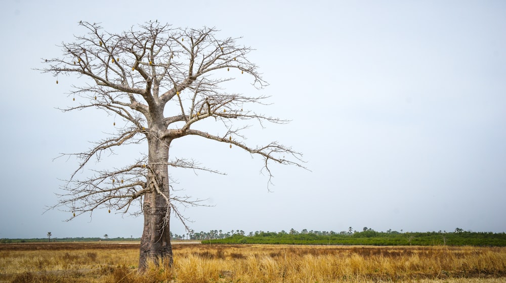 leafless tree