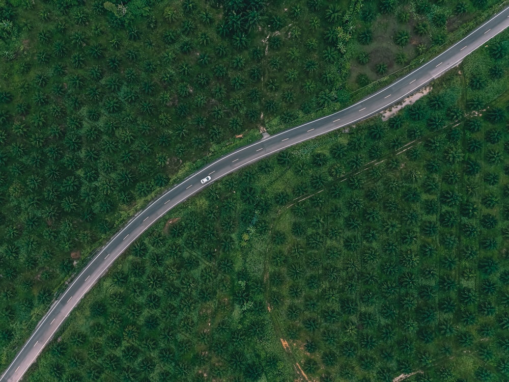 aerial photo of road between trees during daytime