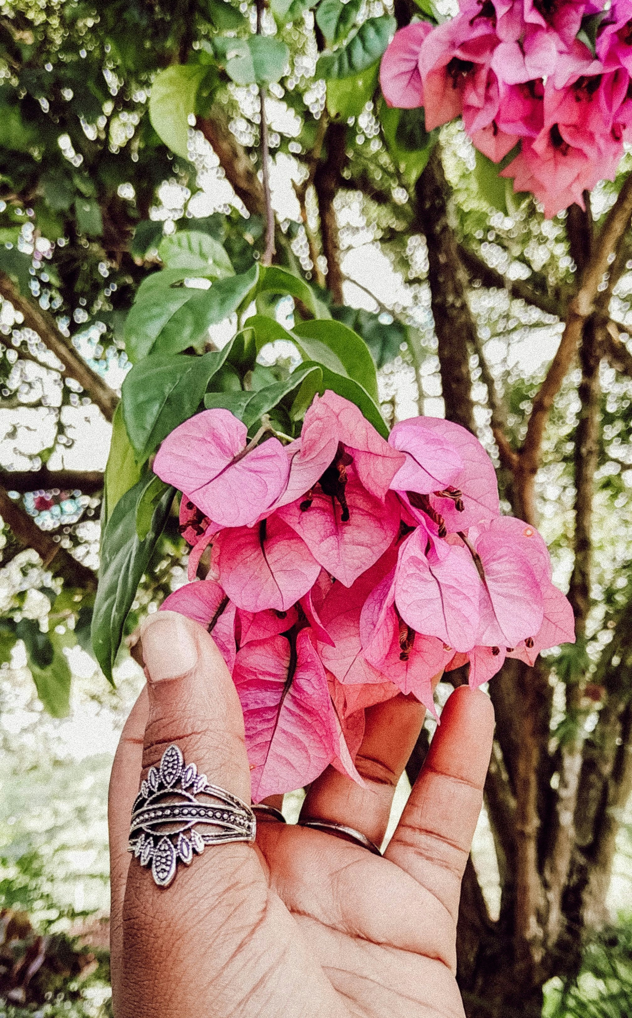 rosa Blüten