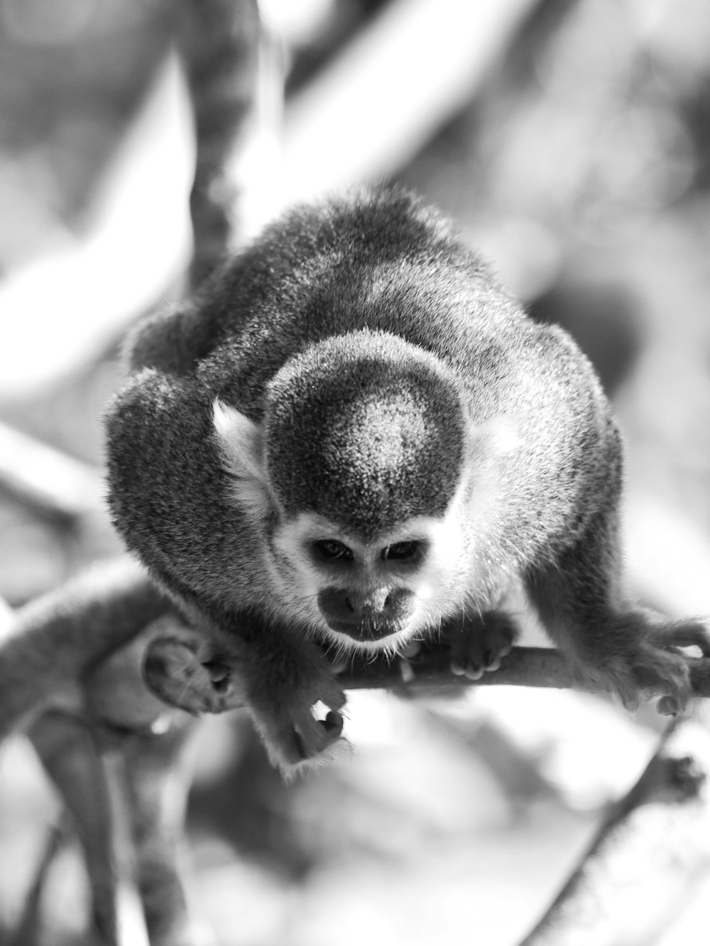 Fotografía en escala de grises de mono