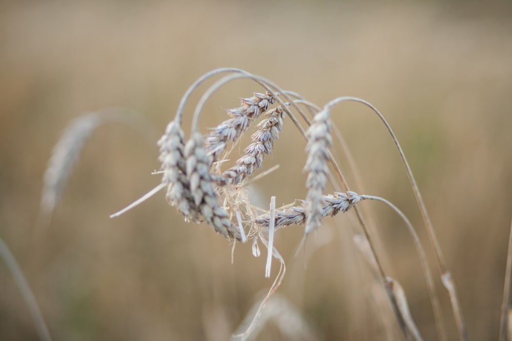 closeup photo of plants