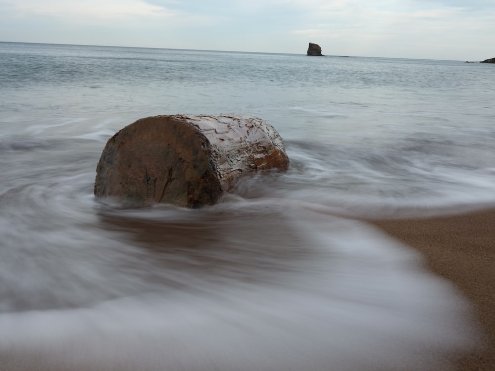 brown log on body of water