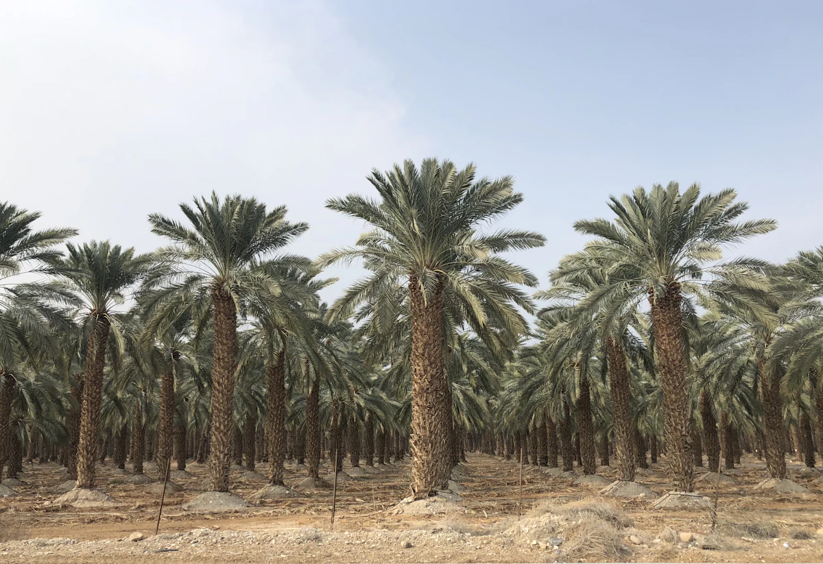 Date Palm Khajur Farming India Desert
