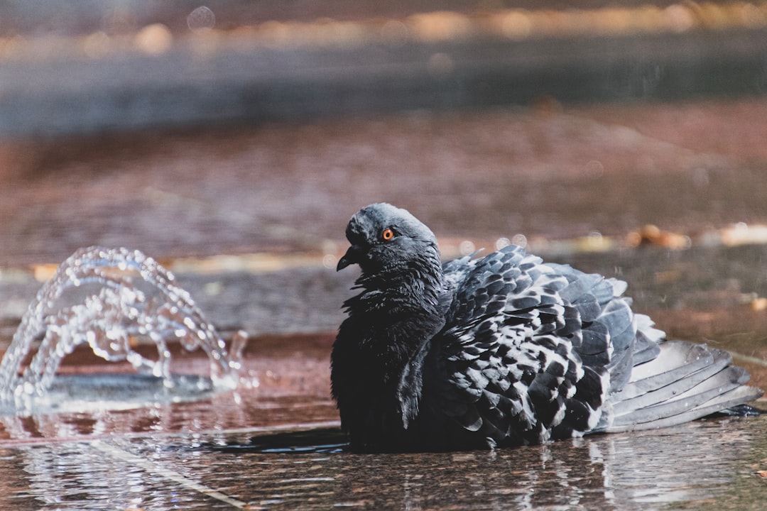 closeup photo of gray bird on body of water