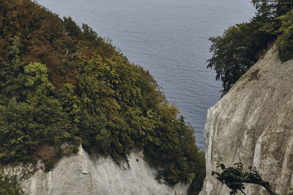 trees on hill