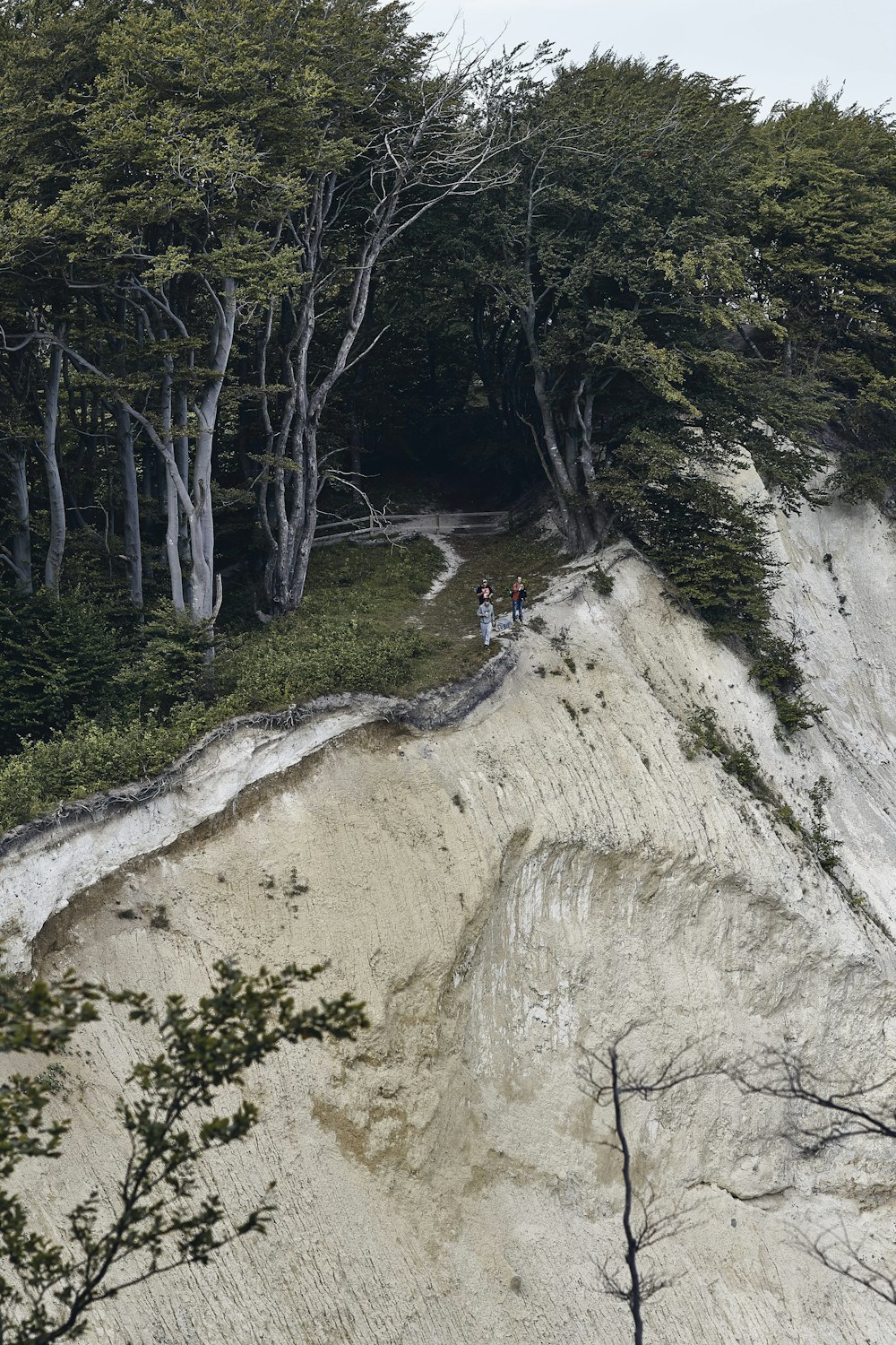 persons standing on cliff near trees