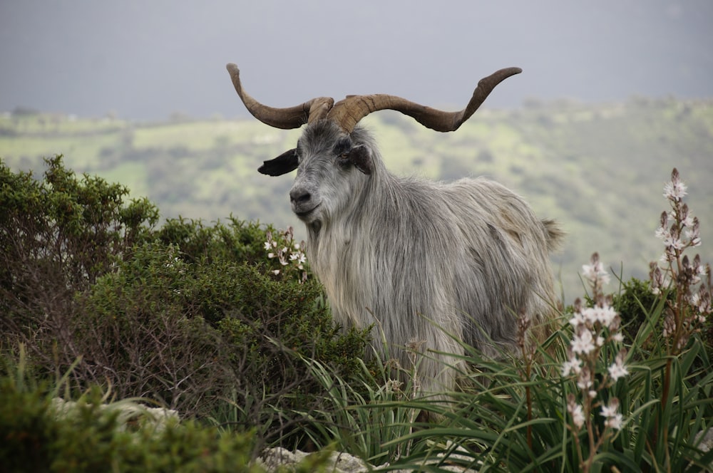 white ram